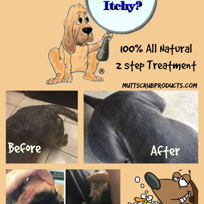 Itchy Dog? We can help!