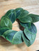 14’’ Sweetbay Magnolia Leaves Wreath IP30352 Base