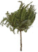 21.5L Dried False Staghorn Fern Green Tf0023 Greenery