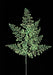 23’L Glitter Maidenhair Fern Spray X7 Iridescent Mint Green Xs236833