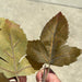 27’L Maple Leaves Spray Green Fg5961 Greenery