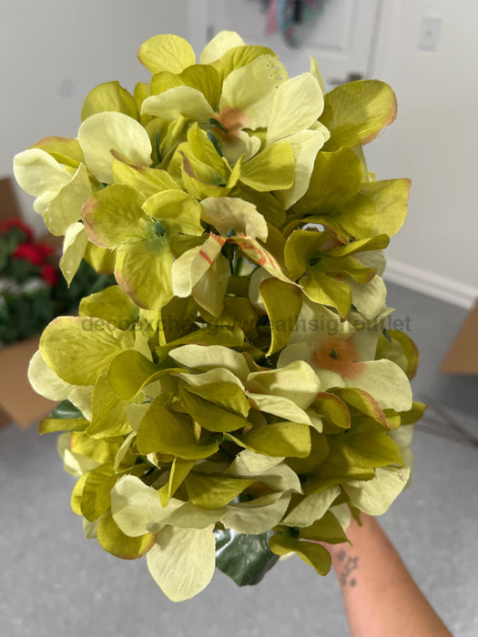 Hydrangea Bush X 5 Green 21643 Greenery