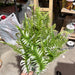 Plastic Large Mix Fern Bush Cream 18 Stems 6 Dozen 57202 Greenery