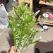Plastic Large Mix Fern Bush Cream 18 Stems 6 Dozen 57202 Greenery