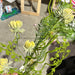 Thistle Mix Spray Yellow 89493 Greenery