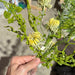 Thistle Mix Spray Yellow 89493 Greenery