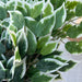(12) Ficus Spray Leaves Varigated 67003 Greenery