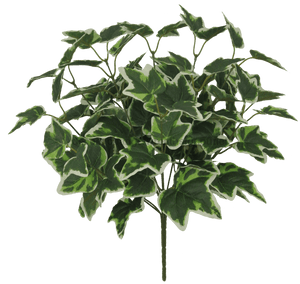 19 Holland Ivy Bush - 80022 Greenery