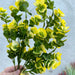 Plastic Eucalyptus Bush Yellow 57933 Greenery